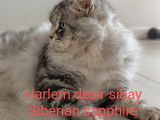 Chat sibérien harlem desir sibay qui vie dans ça chambre avec ces copines.