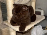 Mâle Scottish Fold brown pour saillie