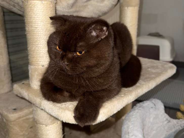 Mâle Scottish Fold brown pour saillie