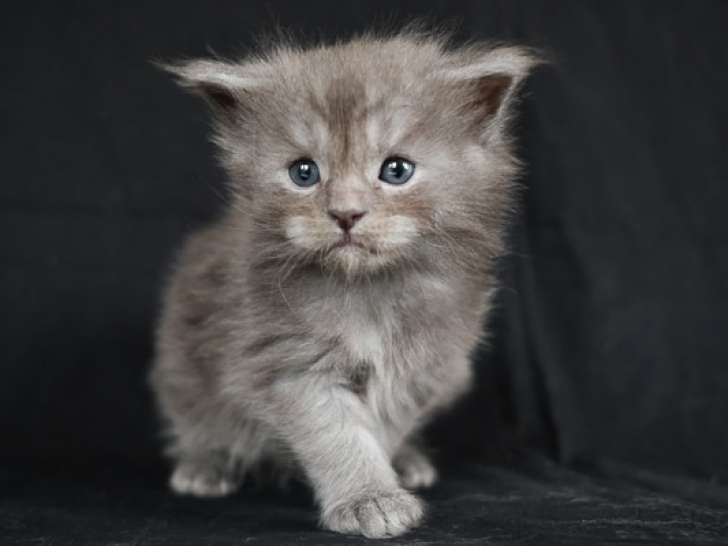 Magnifiques chatons Maine Coon LOOF à réserver