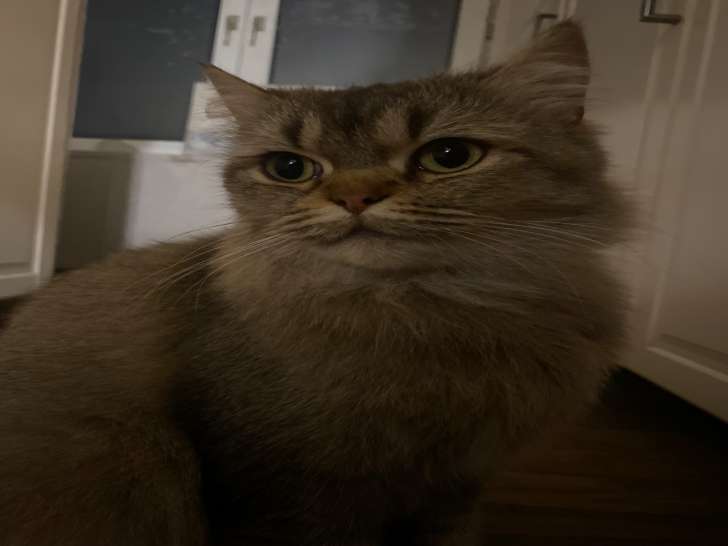 Chatte British Longhair très câline et propre à vendre