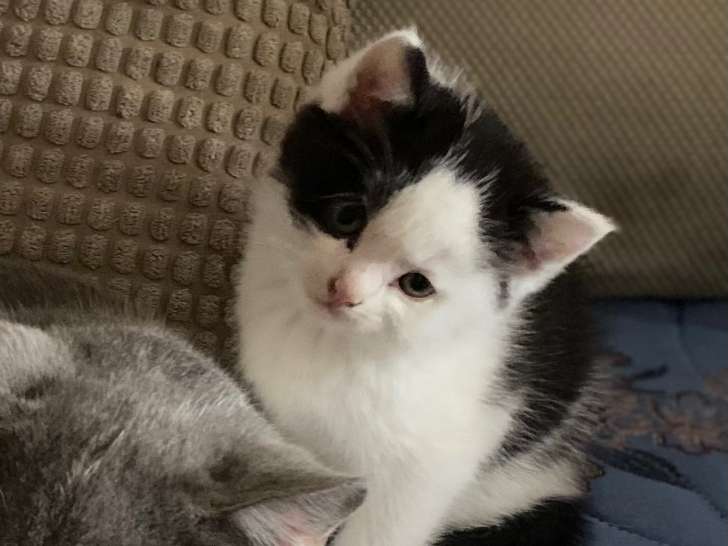 Adorable chaton British Longhair à vendre