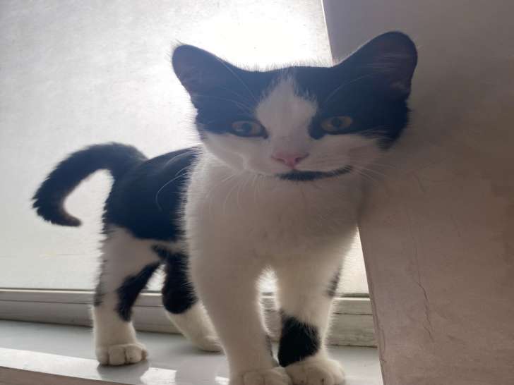 Chaton British Longhair noir et blanc à vendre