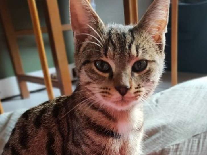 Olivette, chatonne croisée Bengal à adopter en association