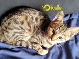 Olivette, chatonne croisée Bengal à adopter en association