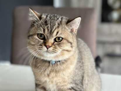 Chaton de race British Shorthair mâle à vendre