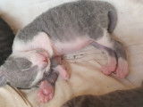 Magnifiques chatons Cornish Rex à vendre