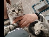 Disponible à l’adoption : chatonne de 3 mois