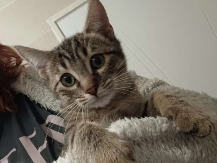 En attente d’adoption : chaton mâle de 3 mois