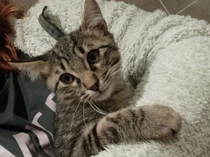 Prêt pour l’adoption : chaton mâle de 3 mois