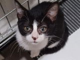 En attente d’adoption : chatonne noire et blanche