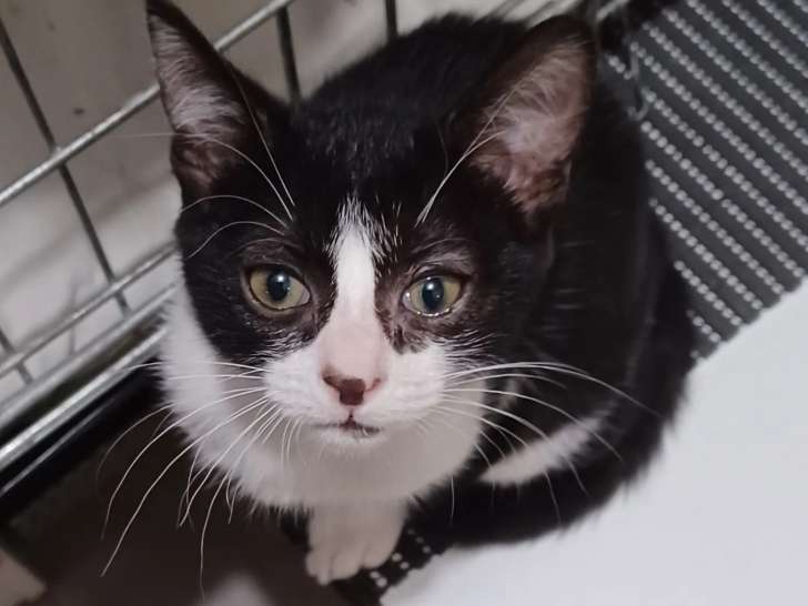 En attente d’adoption : chatonne noire et blanche