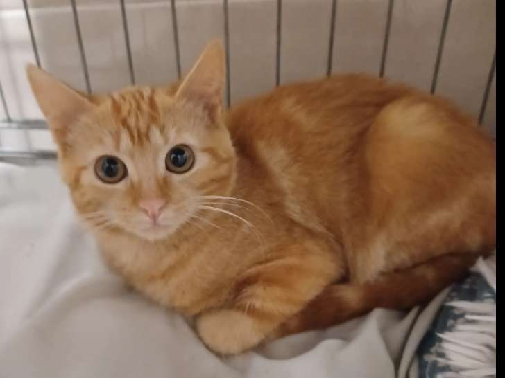 En attente d’une famille : chatonne de 5 mois