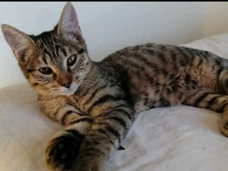 À accueillir : chaton mâle au pelage tigré