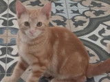 À la recherche d’une famille : chaton mâle roux