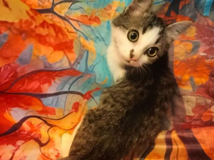 Adoption disponible : chaton mâle de 3 mois