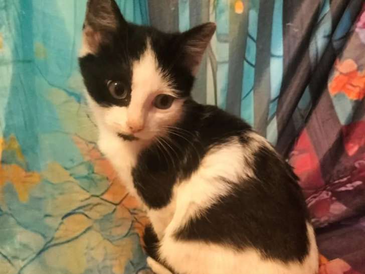 Chaton mâle noir et blanc à adopter