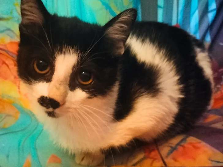 Chaton femelle à la robe noire et blanche disponible à l'adoption