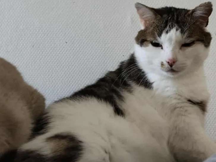 Chat de 6 ans en attente d'adoption