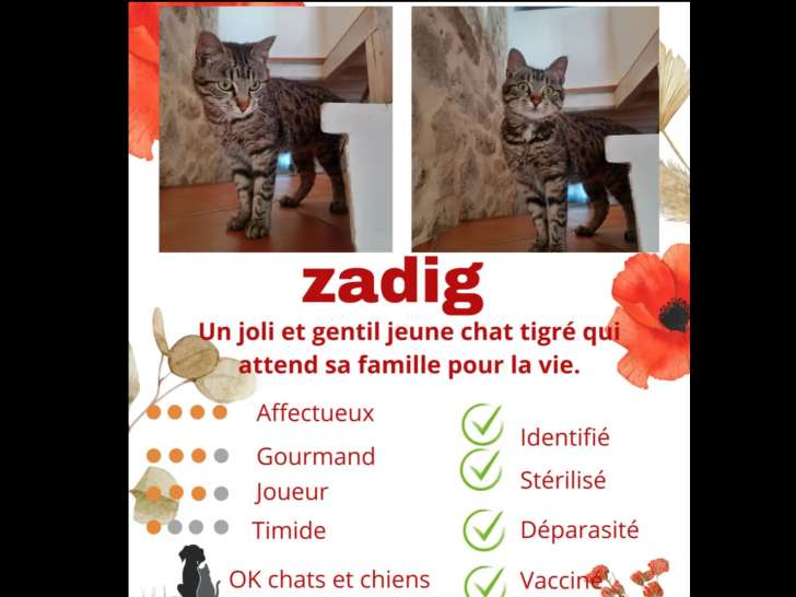 Chat tigré en attente d’un foyer