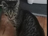 Chatte tigrée à accueillir