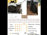 Chatte tigrée à accueillir
