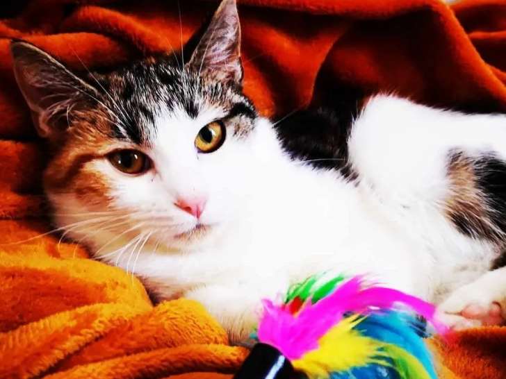 Chatte de 2 ans en quête d'une famille