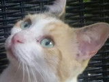 Adoption disponible : chatte tricolore