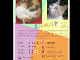 Adoption disponible : chatte tricolore
