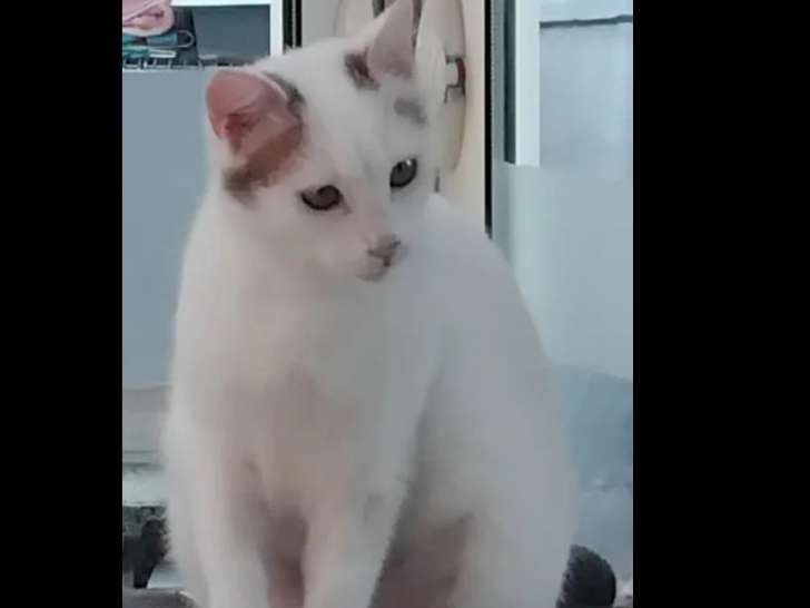 Chatte blanche avec marque noire à la recherche d’un foyer