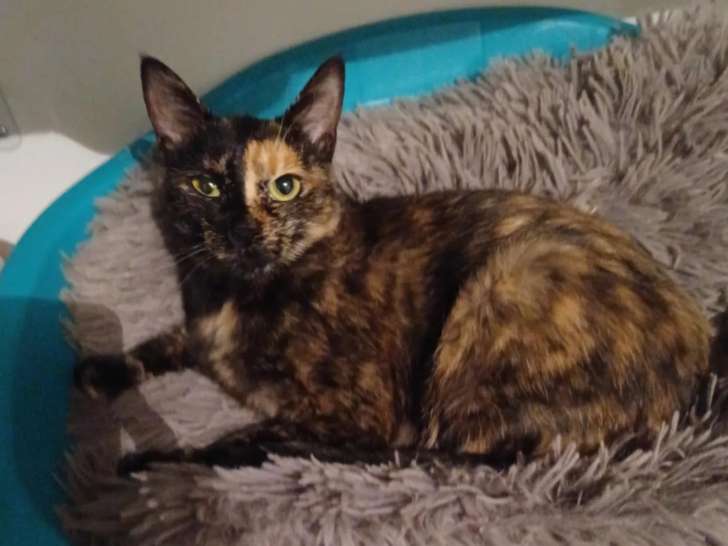 À adopter, chatte de 2 ans