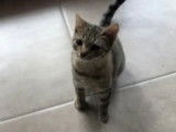Disponible à l’adoption, chaton femelle de 3 mois