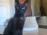 Adoption disponible : chatonne noire
