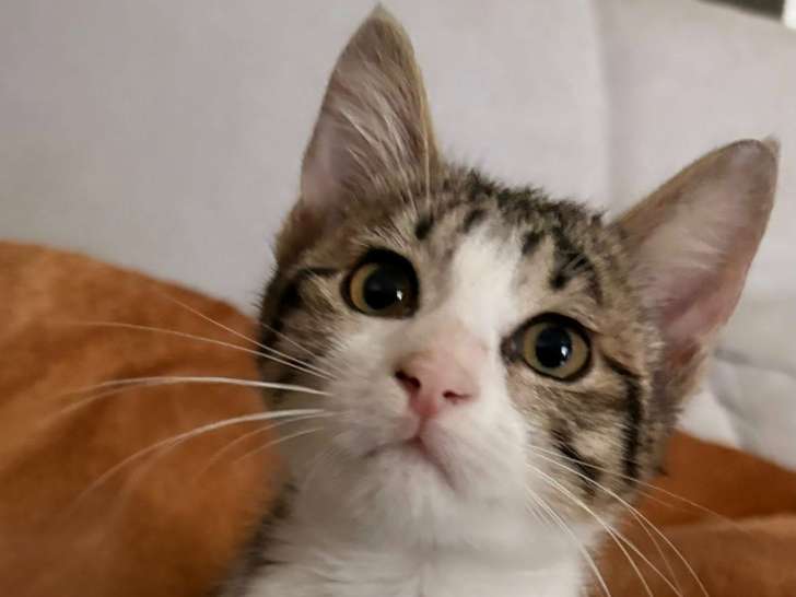 Sensa, chatonne à adopter en association