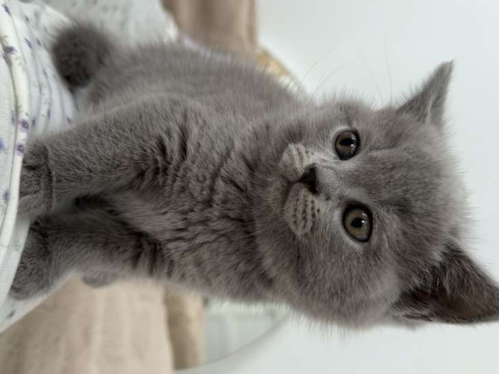 Chatons British Shorthair mâle et femelle à vendre