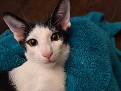 Chaton Oriental à vendre