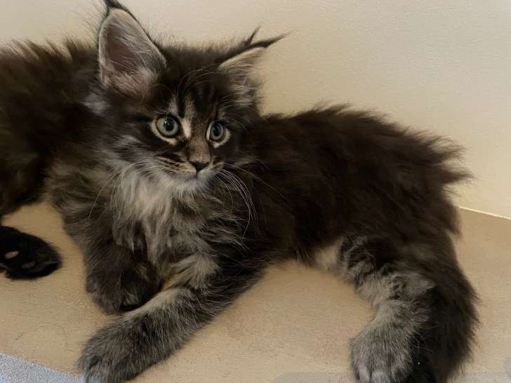 Sublime chatonne Maine coon LOOF à vendre