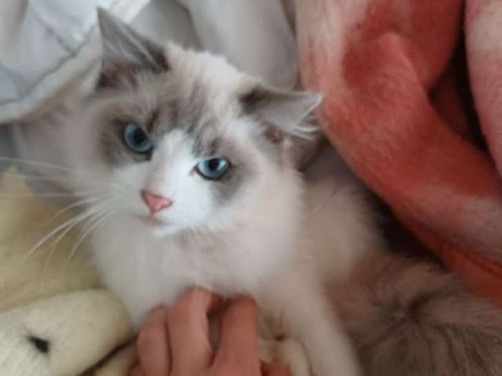 1 chaton mâle Ragdoll à vendre, non-LOOF de mars 2025