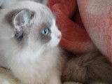 1 chaton mâle Ragdoll à vendre, non-LOOF de mars 2025