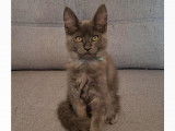 Chatons Maine Coon LOOF à vendre