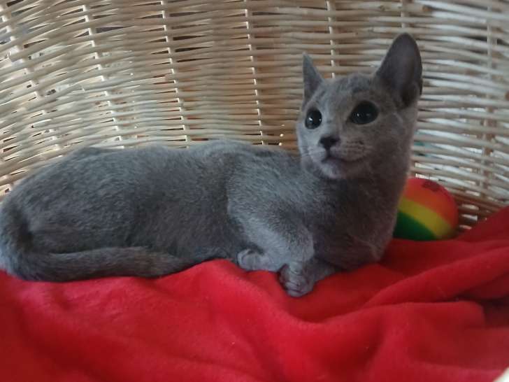 Magnifiques chatons Bleu Russe à vendre
