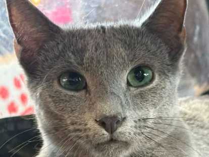 Magnifiques chatons Bleu Russe à vendre