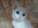 Magnifiques chaton russe blanc
