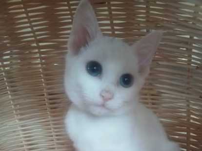 Magnifiques chaton russe blanc