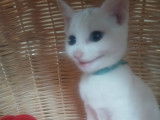 Magnifiques chaton russe blanc