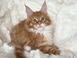 1 chaton mâle Maine Coon LOOF à réserver