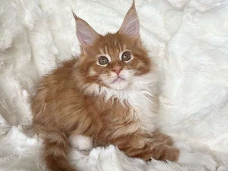 1 chaton mâle Maine Coon LOOF à réserver