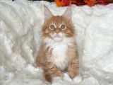 1 chaton mâle Maine Coon LOOF à réserver