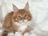 1 chaton mâle Maine Coon LOOF à réserver