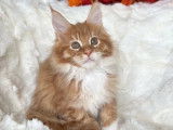 1 chaton mâle Maine Coon LOOF à réserver